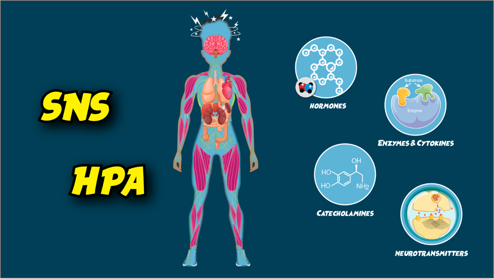 Human body standing still with the words SNS, HPA, Hormones, Enzymes and Cytokines, Catecholamines and Neurotransmitters around the body.