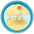 Neurotransmitters icon