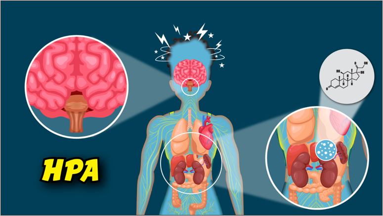 Cortisol released from the adrenal glands.