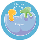 Enzymes & Cytokines icon