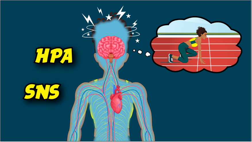 A person standing with the SNS & HPA words on the left hand side with the person thinking about an athlete in uniform ready to compete.