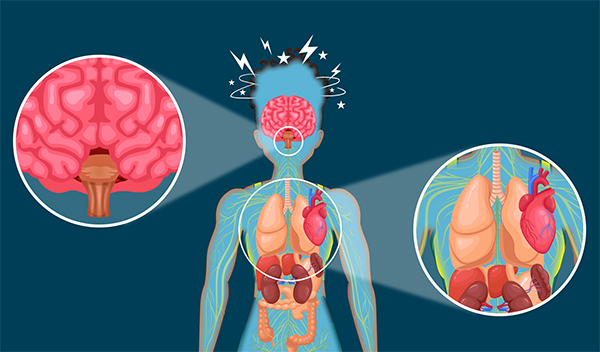 Zoom into athlete’s brain & brain stem to show neurons firing down the nerves to automatically innervate the heart, and lungs.