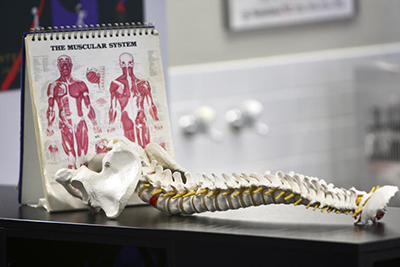 The muscular system with a skeleton