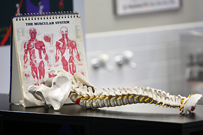 A model human spine displayed on a table beside an anatomical chart of the muscular system