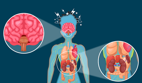 Zoom into brain to highlight Hypothalamus and Pituitary Gland, then zoom down to kidneys.