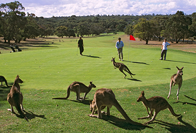 C4S-evidence-sport in rural-Kangaroos on a golf course